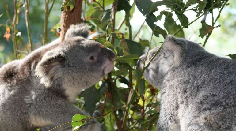 Perth Tourism Koalas in Tree | Alpha Airport Parking