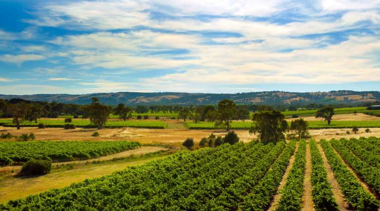 5 McLaren Vale wineries & cellar doors off the beaten track | Alpha Airport Parking